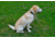 Shed, Seattle Sports Springer LG CoatCollar/Clear