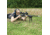 Shooters Ridge Rock Mount Pivot Bi-Pod, 6-9 Inches - 40855