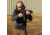 SightMark 1x-28mm Element Mini Solar Red Dot, Red, 3 MOA Dot, 1 MOA, Black, SM26041