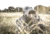 Sightmark Solitude 10x42 XD Binoculars SM12103