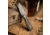 Skallywag Tactical Searoach Folding Knife, 2.75in, D2 Steel, G10 Handle, Black/Tan, The Searoach-Black &amp; Tan