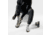 Smartwool Run Targeted Cushion Mid Crew Socks - Mens