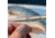Smiths 8.5 Needle Nosed Angler Pliers