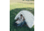 Snow Peak Toya 2 Tent, Unisex, SD-180