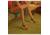 Sorel Cameron Wedge Sandal - Womens, Velvet Tan, 8.5 US, 1943671-242-8.5