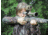 Spy Point XcelHD Hunt Edition 5MP HD Action Camera w/Remote, Camo Xcel HD Hunt