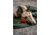 Stansport Wool BlanKet, 60x80in, Olive, 1244