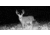 Stealth Cam Stealth Cam DNVB Digital Night Vision Binocular, Black, STC-DNVB2