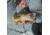 SteelShad Heavy, 1/2 Oz, Glow Silver, SSL-10218