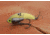 SteelShad Heavy, 1/2 Oz, Gold, SSL-10119