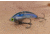 SteelShad Heavy, 1/2 Oz, Kentucky Shad, SSL-10122