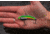 SteelShad Heavy, 1/2 Oz, Perch/Firetiger, SSL-10120
