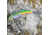 SteelShad Heavy, 1/2 Oz, Perch/Firetiger, SSL-10120