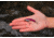 SteelShad Heavy, 1/2 Oz, Purple, SSL-10126