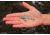 SteelShad Heavy, 1/2 Oz, Sexy Shad, SSL-10123