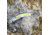 SteelShad Heavy, 1/2 Oz, Sexy Shad, SSL-10123