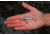 SteelShad Heavy, 1/2 Oz, Tennessee Shad, SSL-10124