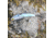 SteelShad Heavy, 1/2 Oz, Tennessee Shad, SSL-10124