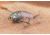 SteelShad Heavy, 1/2 Oz, Tennessee Shad, SSL-10124