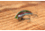 SteelShad Heavy, 1/2 Oz, Trout, SSL-10121