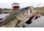 SteelShad Heavy, 1/2 Oz, White Shad, SSL-10125