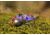 SteelShad Heavy, 1/2 Oz, Wonderbread, SSL-10137
