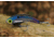 SteelShad XL Bait, 3/4 Oz, Kentucky Shad, SSL-10034