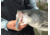 SteelShad XL Bait, 3/4 Oz, Silver/Chrome, SSL-10012