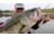 SteelShad XL Bait, 3/4 Oz, White Shad, SSL-10063