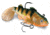 Storm WildEye Live Perch 04 Soft Bait, Perch, WLPE04