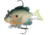 Storm WildEye Live Sunfish Swimbait, 2", 1/4 oz, Sunfish Floating,3 Pk, WLSF02