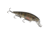 Strike King KVD Jerkbait 300 Fishing Lure, Medium Diving Jerkbait, Yellow Perch, 1/2oz, HCKVDJ300-680, HCKVDJ300-680