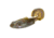 Strike King Rage Buzz Minnow, Bluegill, 3.75in, RGBZM-234