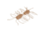 Strike King Sexy Bug Softbait, 6 pack, 2in, Clear Pumpkin, 12-36358