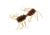 Strike King Sexy Bug Softbait, 6 pack, 2in, Grape Whiskey, 12-36356