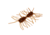 Strike King Sexy Bug Softbait, 6 pack, 2in, Plum Crazy Craw, 12-36355