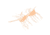 Strike King Sexy Bug Softbait, 6 pack, 3in, White Sauce, 12-36363