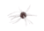 Strike King Tumbleweed Salted Softbait, 4 pack, 3in, Grape Whiskey, 12-36261