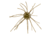 Strike King Tumbleweed Salted Softbait, 4 pack, 3in, Green Pumpkin, 12-36258