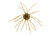 Strike King Tumbleweed Salted Softbait, 4 pack, 3in, Smallmouth Candy, 12-36257