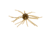 Strike King Tumbleweed Salted Softbait, 4 pack, 3in, Smallmouth Candy, 12-36257