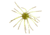 Strike King Tumbleweed Salted Softbait, 4 pack, 3in, Summer Craw, 12-36256