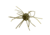 Strike King Tumbleweed Salted Softbait, 4 pack, 3in, Watermelon Red Flake, 12-36262
