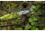 Sun Joe 10-Inch 8-Amp Electric Pole Chain Saw, Green SWJ803E