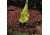 Sun Joe 2.5-Amp Electric Cultivator, Green TJ599E