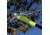 Sun Joe 8-Inch 6.5-Amp Electric Pole Chain Saw, Green SWJ800E