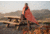 Survive Outdoors Longer Escape Insulated Blanket, Orange, 0140-2001