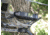 Tactacam 6.0 Camera, Black, Handheld, C-FB-6