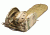 Team Wendy First Spear Helmet Hut, Multicam 71-HH-MC
