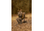 Tenzing Tzw 1500 Whitetail Day Pack, 1500 cubic in, Buckskin Tan, TZG-TNZW-1500-BST